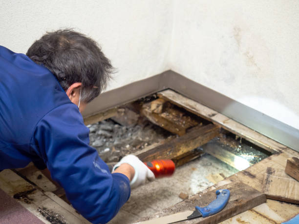 Professional Mold Removal in Blauvelt, NY