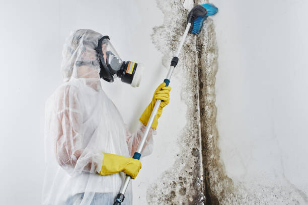 Best Mold Cleaning Services  in Blauvelt, NY