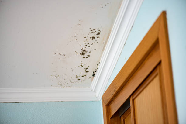 Best Commercial Mold Removal  in Blauvelt, NY