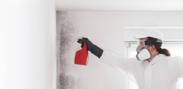 Best Black Mold Removal  in Blauvelt, NY