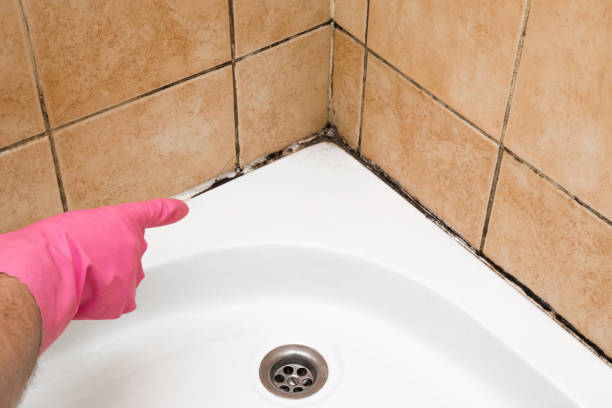 Best Attic Mold Removal  in Blauvelt, NY